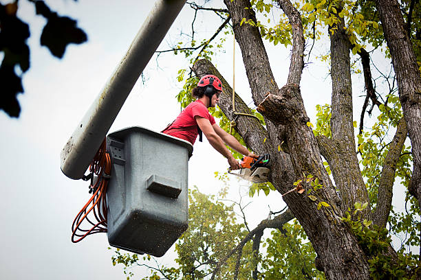 How Our Tree Care Process Works  in Spring Hill, FL